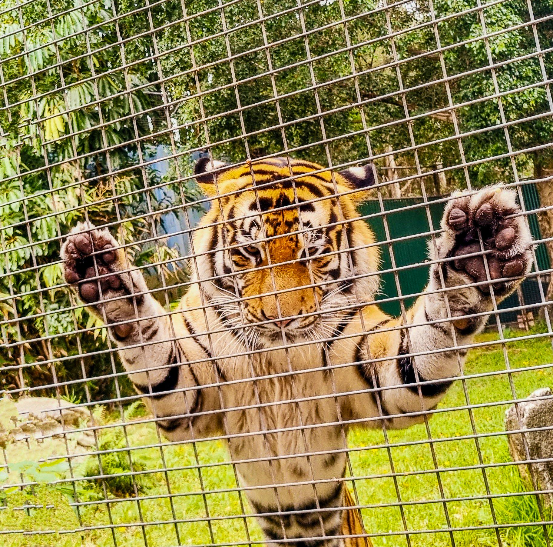 Tiger Feeding, Dreamwold, Gold Coast